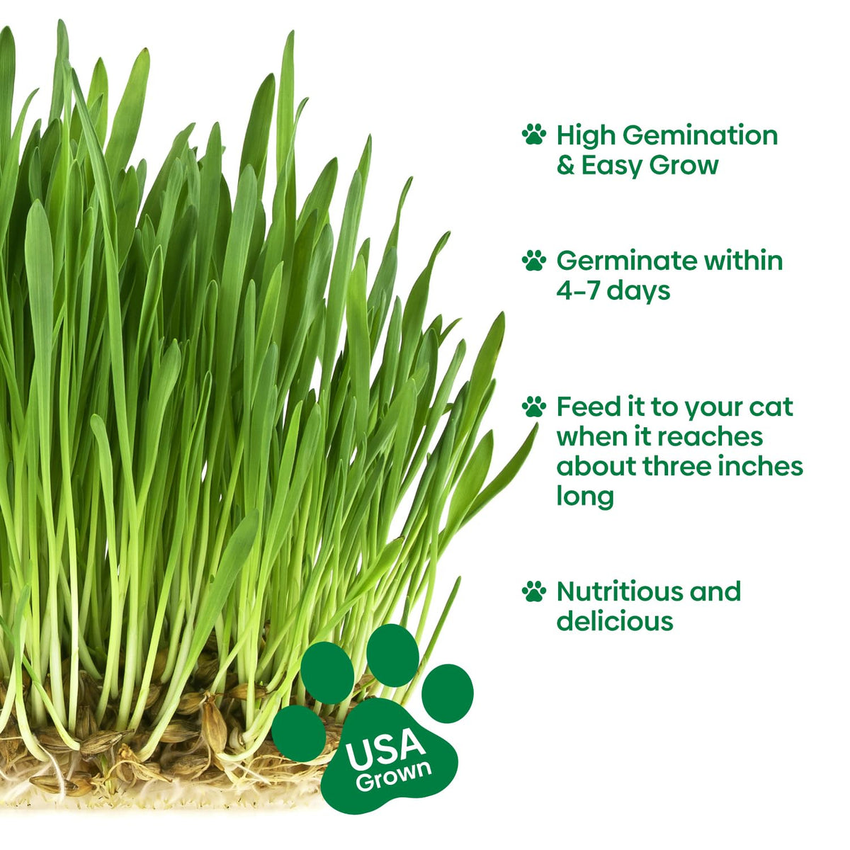 3 Pack Organic Non-GMO Cat Grass Growing Kit P985
