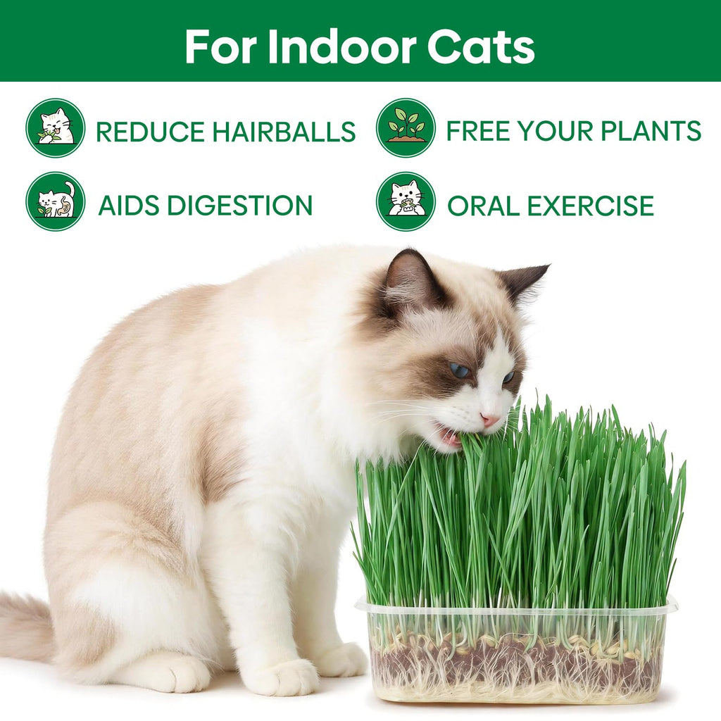 3 Pack Organic Non-GMO Cat Grass Growing Kit P985