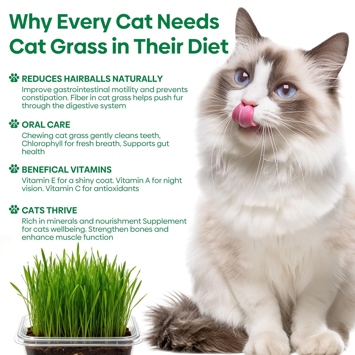 3 Pack Organic Non-GMO Cat Grass Growing Kit P985