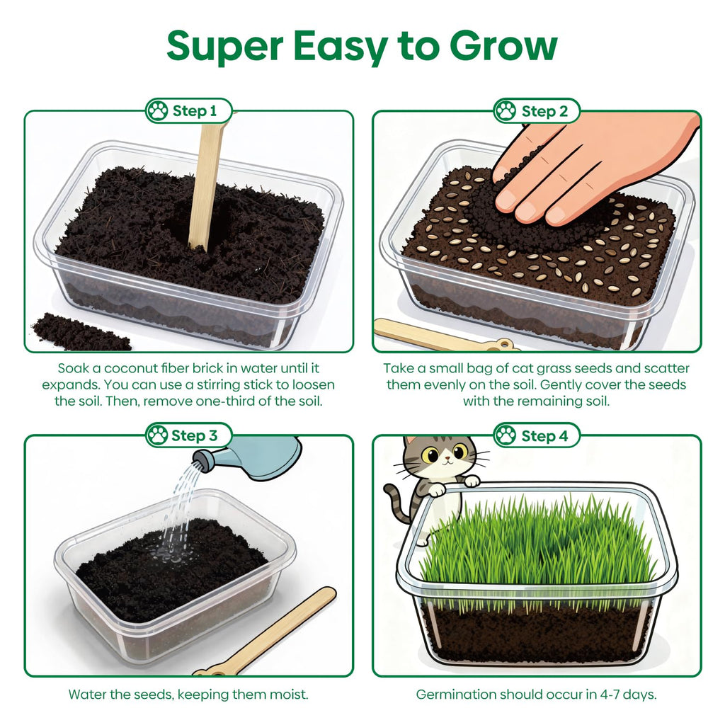 3 Pack Organic Non-GMO Cat Grass Growing Kit P985