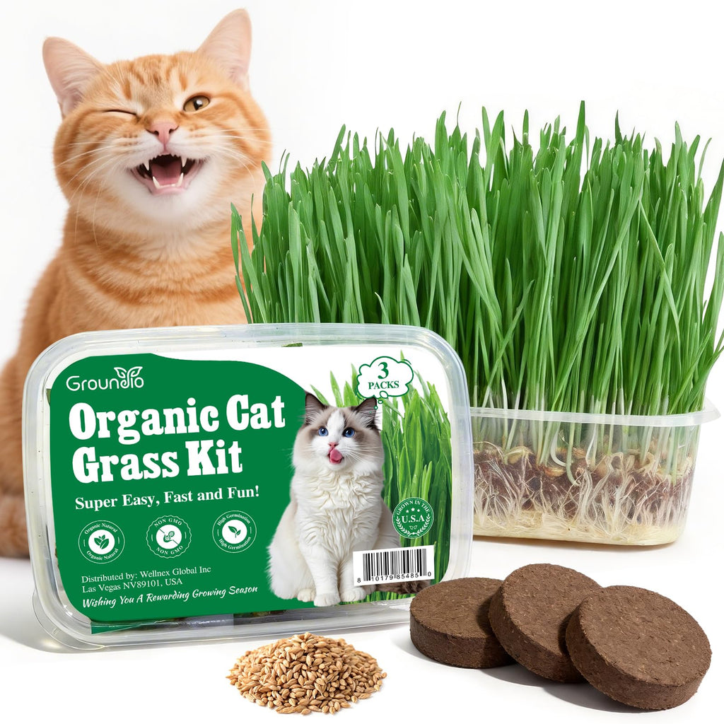 3 Pack Organic Non-GMO Cat Grass Growing Kit P985