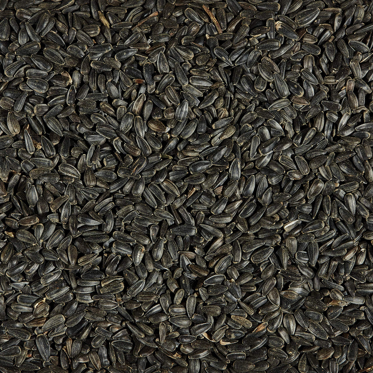 Black Oil Sunflower Wild Bird Food, 20 Pounds X728291